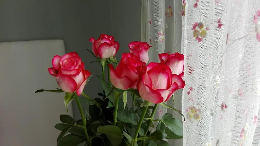 Villino Appio Bed & Breakfast Rome 0*,  Italy