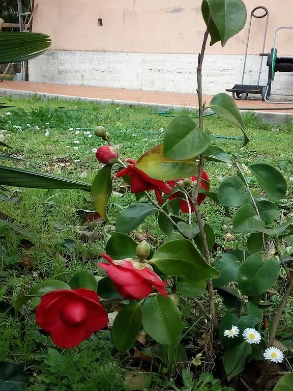 Villino Appio Bed & Breakfast Rome