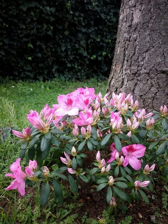 Villino Appio Bed & Breakfast Rome